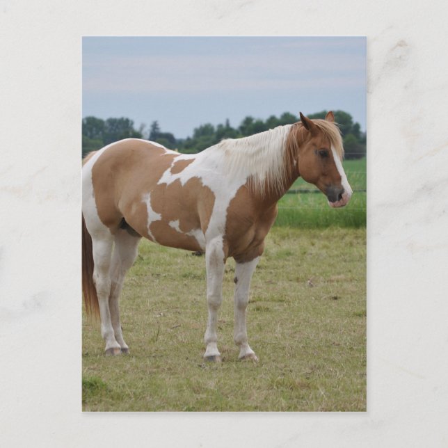 Carte Postale Chevaux (Devant)