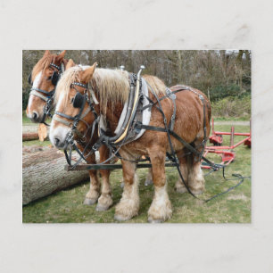 Carte Postale Chevaux