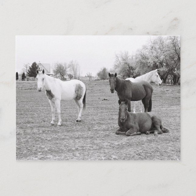 Carte Postale Chevaux (Devant)