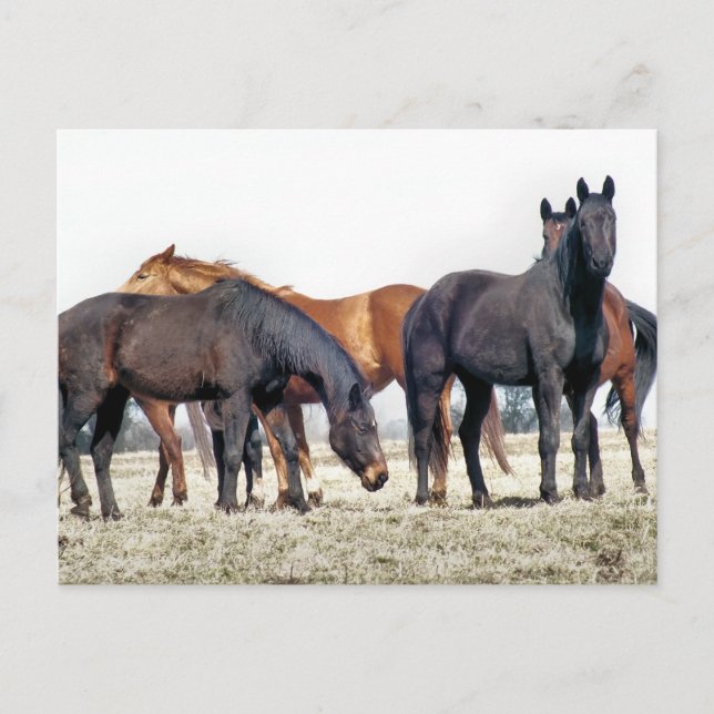 CARTE POSTALE CHEVAUX (Devant)