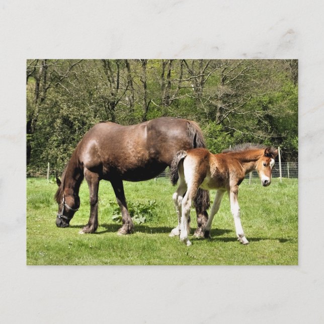 CARTE POSTALE CHEVAUX (Devant)