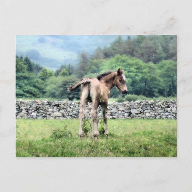 CARTE POSTALE CHEVAUX (Devant)