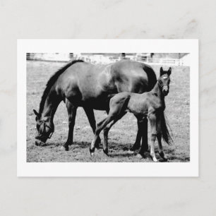 Carte Postale Chevaux