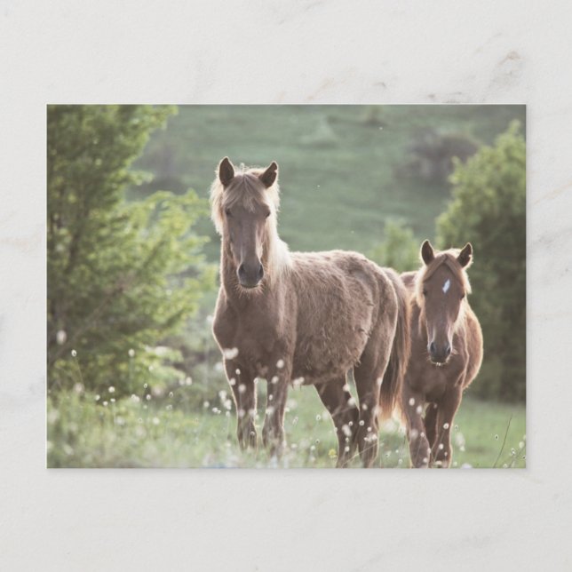 Carte Postale Chevaux (Devant)