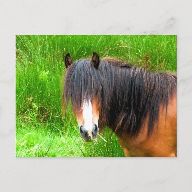 CARTE POSTALE CHEVAUX (Devant)