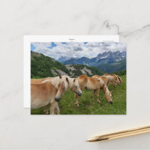 carte postale _ chevaux