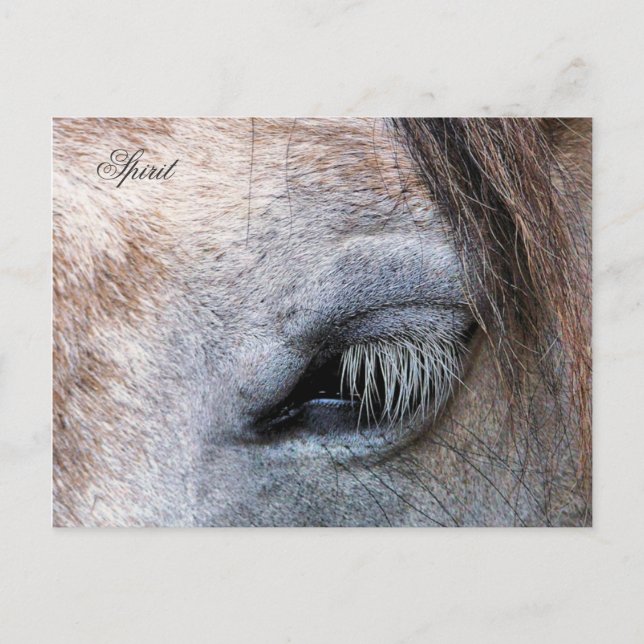 CARTE POSTALE CHEVAUX (Devant)