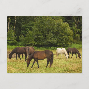 Carte Postale Chevaux