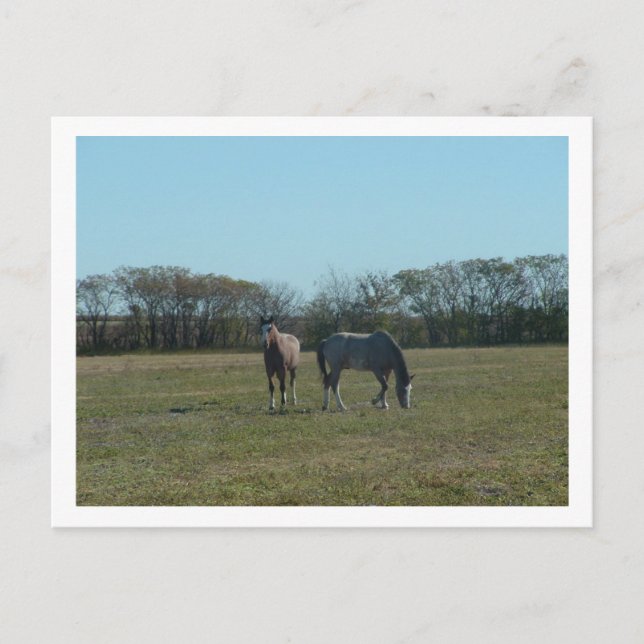 Carte Postale chevaux (Devant)