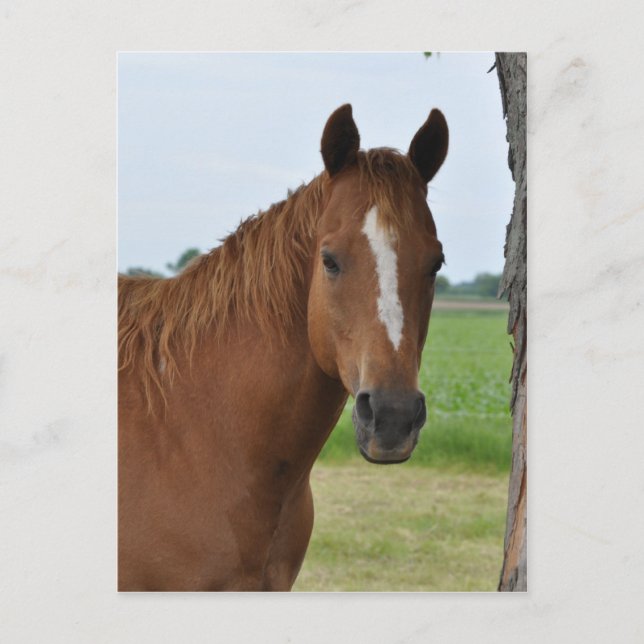 Carte Postale Chevaux (Devant)