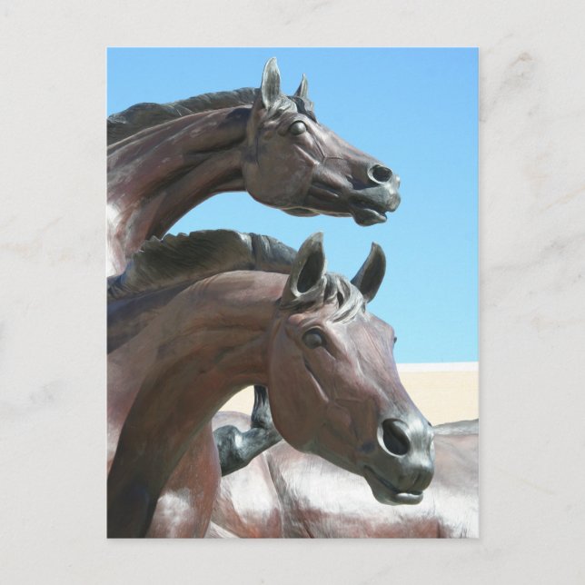 Carte Postale Chevaux (Devant)