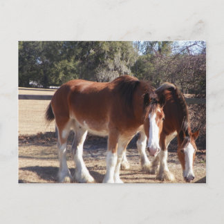 Carte Postale Chevaux