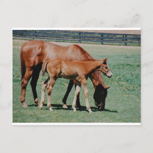 CARTE POSTALE CHEVAUX AMICAUX (Devant)
