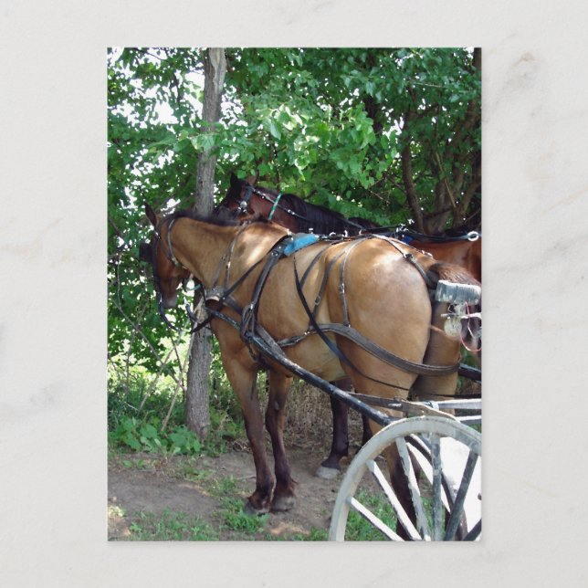 Carte Postale Chevaux Amish (Devant)
