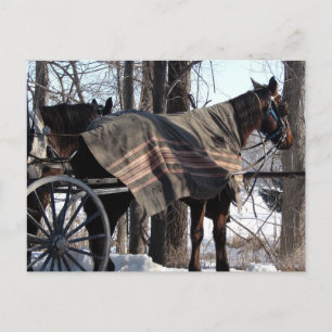 Carte Postale Chevaux Amish En Attente En Hiver