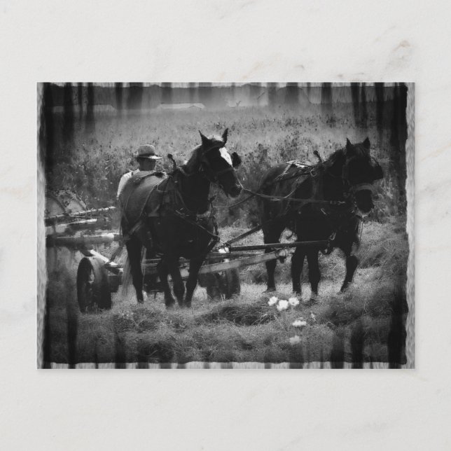 Carte Postale Chevaux Amish en champ de foin (Devant)