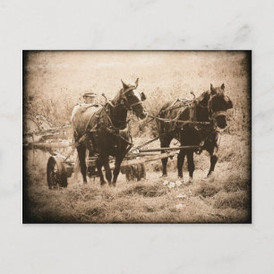 Carte Postale Chevaux Amish Travailler Sepia