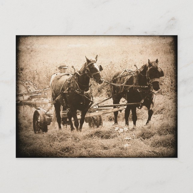 Carte Postale Chevaux Amish Travailler Sepia (Devant)