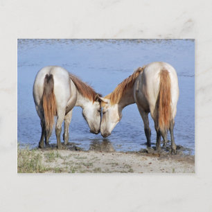 CARTE POSTALE CHEVAUX AMOUREUX