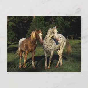 Carte Postale Chevaux Appaloosa