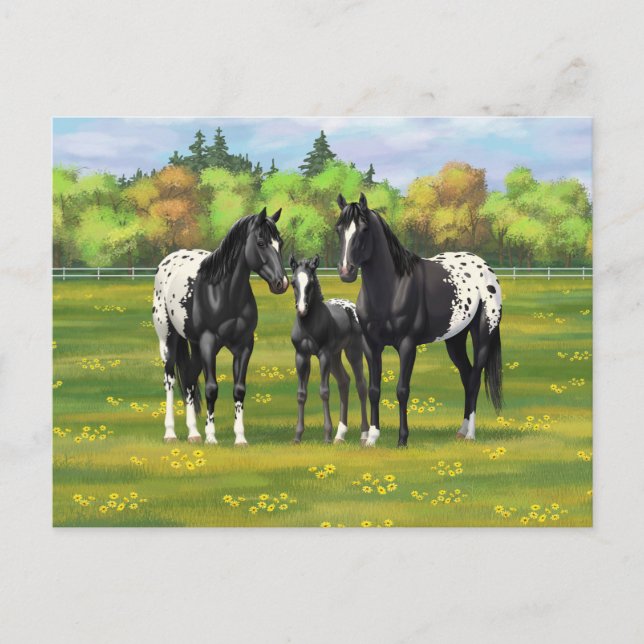 Carte Postale Chevaux Appaloosa Noir Dans Les Pâturages D'Été (Devant)