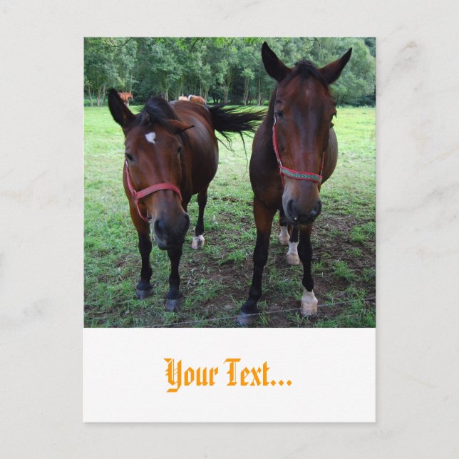 Carte Postale Chevaux au pâturage (Devant)