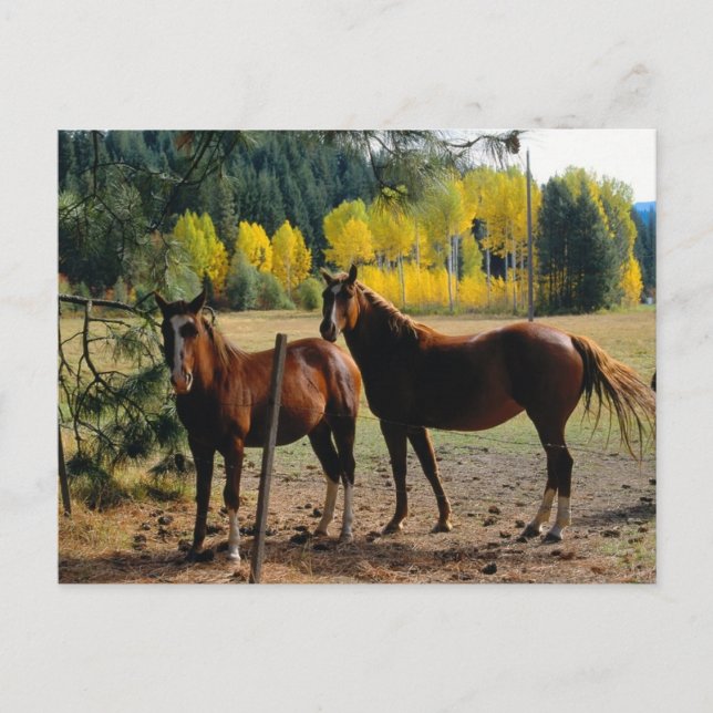Carte Postale Chevaux aux arbres jaunes (Devant)
