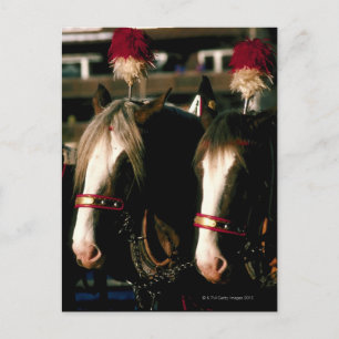 Carte Postale Chevaux avec coiffure