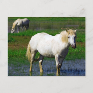 CARTE POSTALE CHEVAUX BLANCS