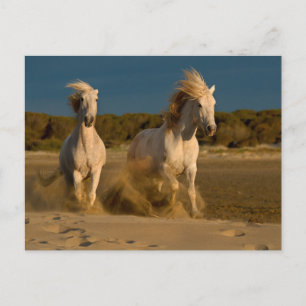 Carte Postale Chevaux Blancs Courant Sur La Plage   Camargue, Fr