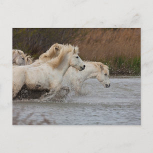 Carte Postale Chevaux blancs de Camargue courant dans l'eau