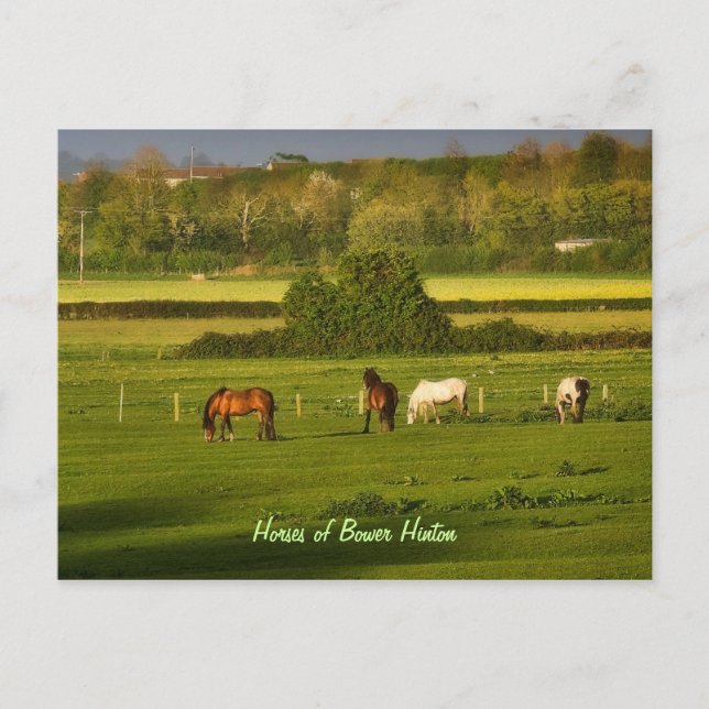 Carte Postale Chevaux broutant à Bower Hinton, Somerset (Devant)