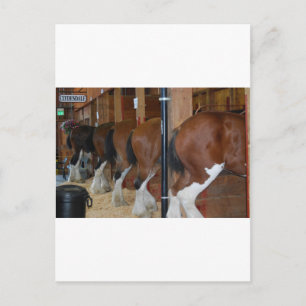 Carte Postale Chevaux Clydesdale