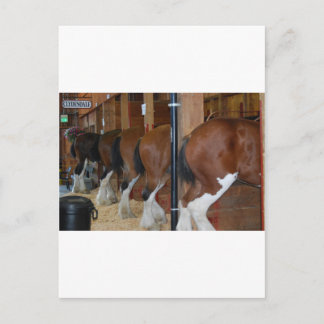 Carte Postale Chevaux Clydesdale