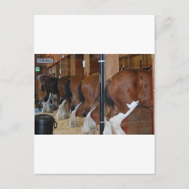 Carte Postale Chevaux Clydesdale (Devant)