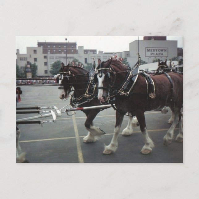Carte Postale Chevaux Clydesdale à Midtown Plaza à Elmira, NY (Devant)