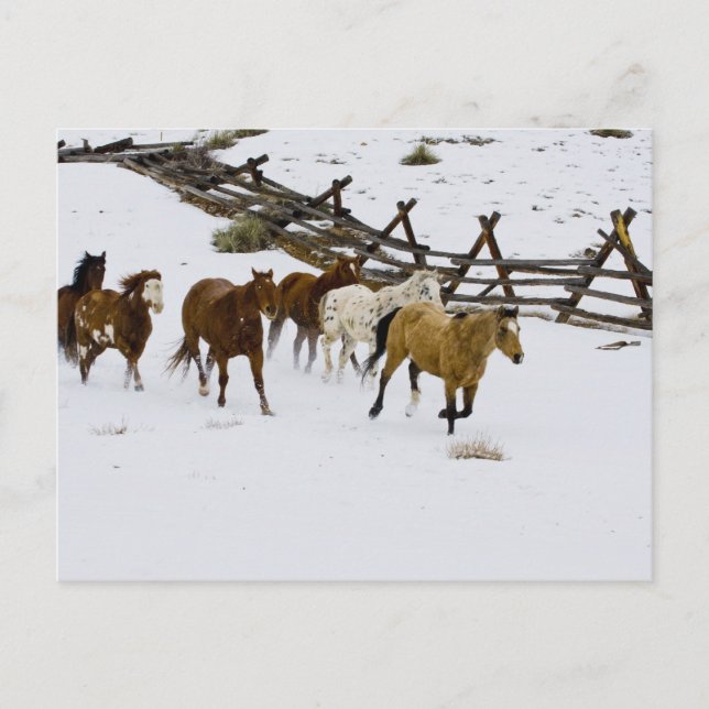 Carte Postale Chevaux courant dans la neige (Devant)