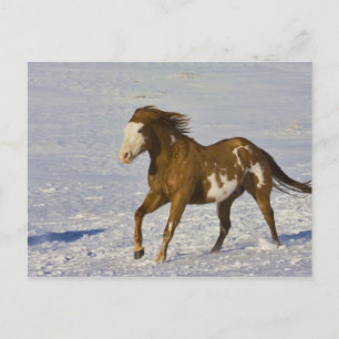 Carte Postale Chevaux courant dans la neige