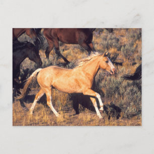 Carte Postale Chevaux courant dans un ranch Ponderosa