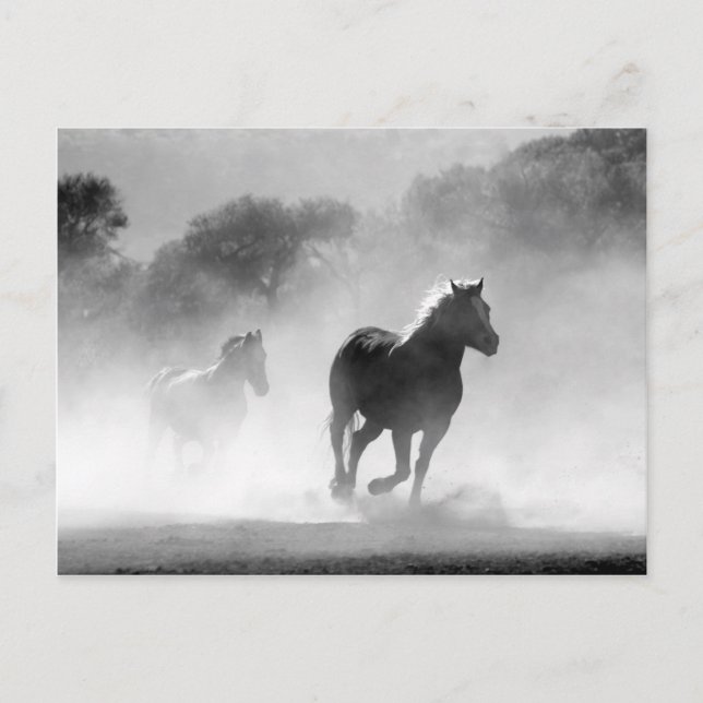 Carte Postale Chevaux courant noir et blanc beau paysage (Devant)
