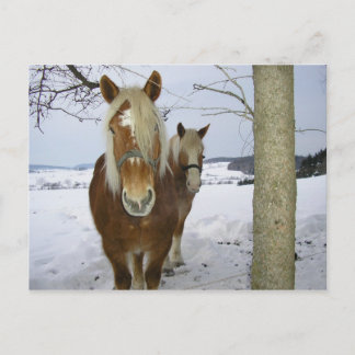 Carte Postale Chevaux dans la neige