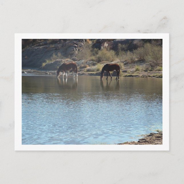 Carte Postale chevaux dans la rivière (Devant)