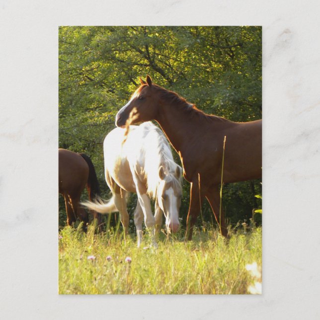 Carte Postale Chevaux dans le pré (Devant)