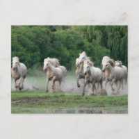 Chevaux de Camargue courant dans l'eau
