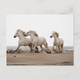 Carte Postale Chevaux de Camargue courant sur la plage