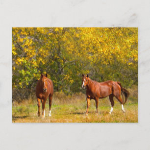 Carte Postale Chevaux de châtaignes d'automne
