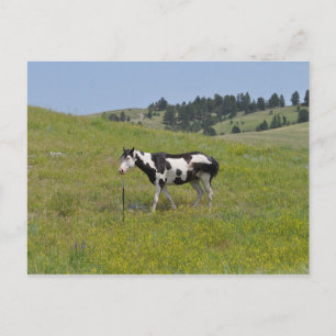 Carte Postale Chevaux de l'Ouest par Janz Imprimer Numéro 1 Cart