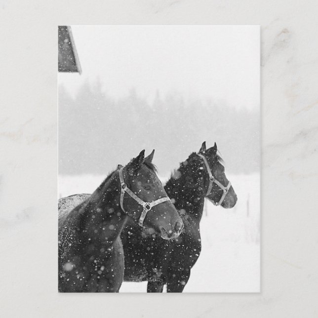 Carte Postale Chevaux de neige (Devant)