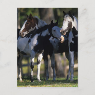 Carte Postale Chevaux de peinture