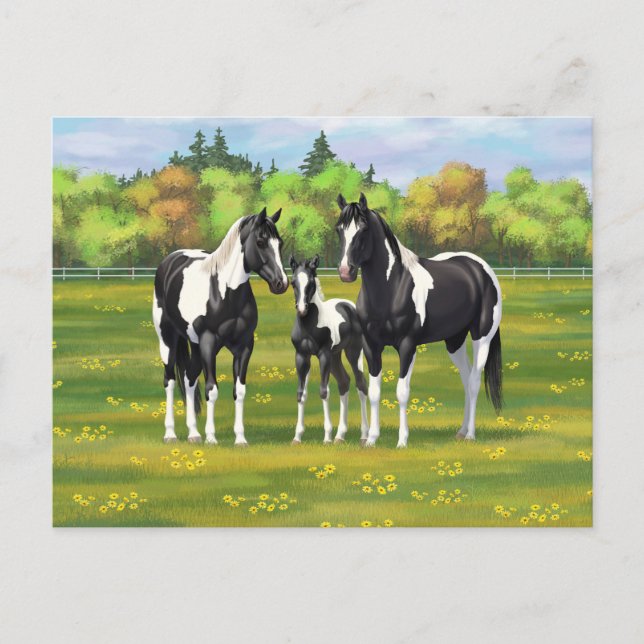Carte Postale Chevaux De Peinture De Pinto Noir En Pâturage Été (Devant)